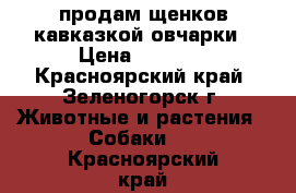 продам щенков кавказкой овчарки › Цена ­ 8 000 - Красноярский край, Зеленогорск г. Животные и растения » Собаки   . Красноярский край